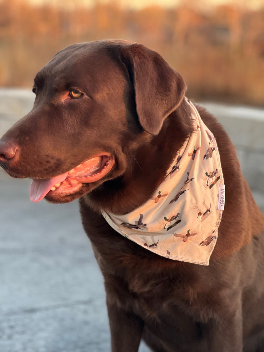 Oregon ducks best sale dog bandana